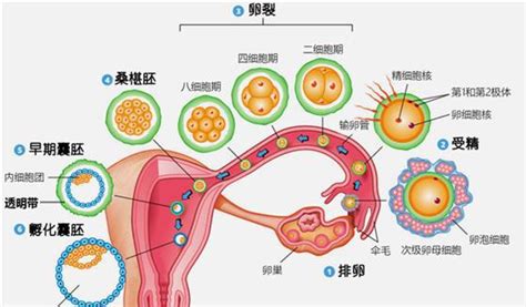 东莞试管婴儿医院